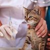 Какие прививки делают котятам и в каком возрасте это делать лучше всего