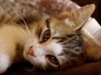 Основные симптомы чумки (панлейкопении) у кошек: 10 главных признаков заболевания