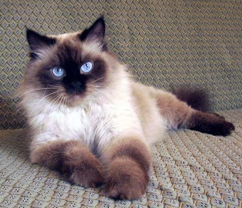 У невской маскарадной кошки очень красивые глаза