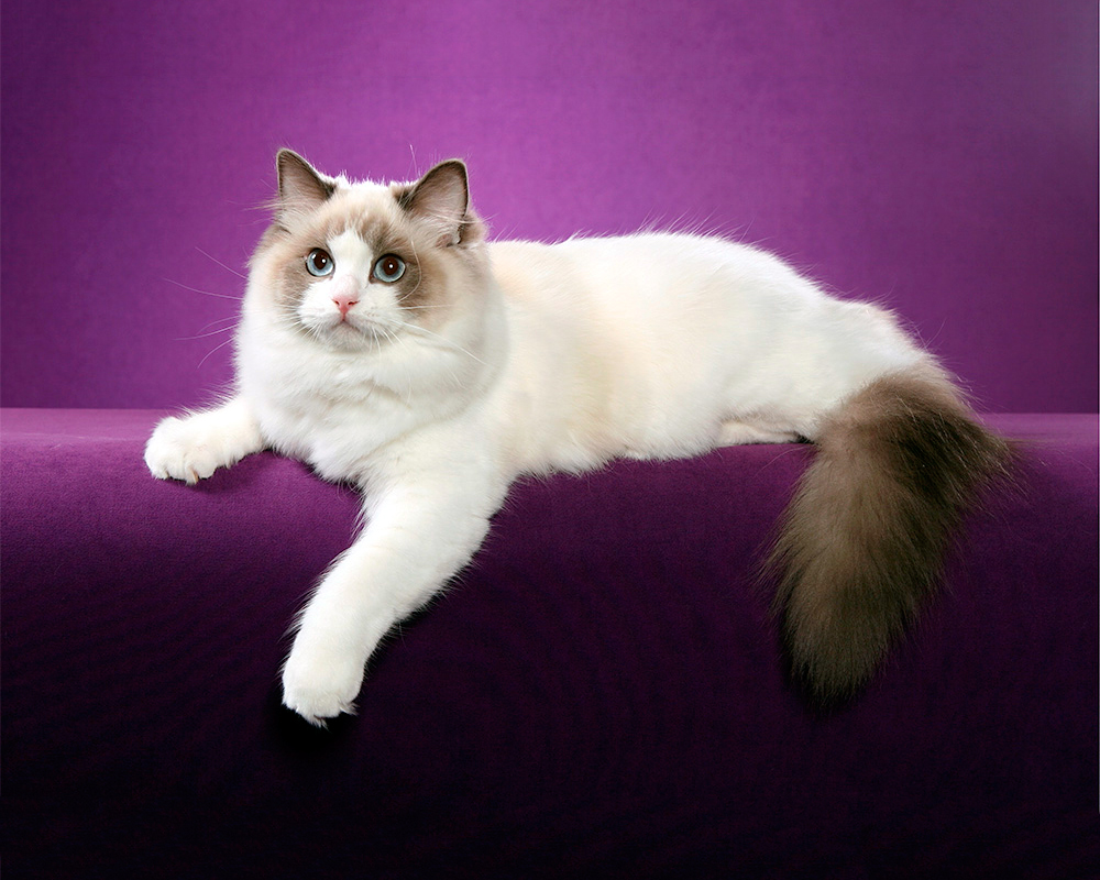 рэгдолл кошка фото описание породы характер