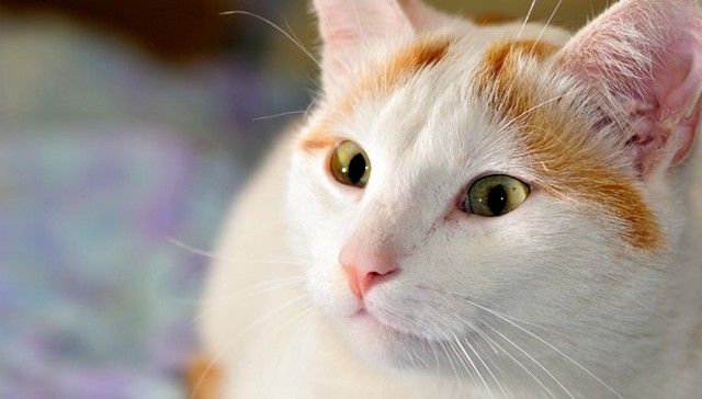 турецкий ван порода кошек фото чистокровные
