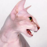 Петерболд (петербургский сфинкс): описание породы, фото, характер и содержание кошки, отзывы владельцев