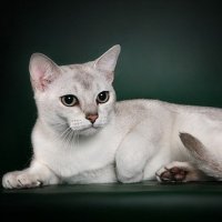 Порода кошек Бурмилла
