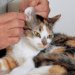 Как правильно чистить уши кошке: пошаговое руководство для хозяина кошки