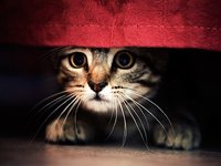 Как легко избавиться от запаха кошачьей мочи: пошаговое руководство