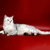 Шотландская прямоухая кошка (скоттиш-страйт)