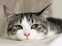 Симптомы глистов у кошек: 15 основных симптомов и их профилактика