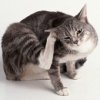 Симптомы разных видов дерматита у кошек и советы по их лечению