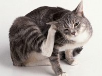 Симптомы разных видов дерматита у кошек и советы по их лечению