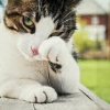 Симптомы и лечение кальцивироза у кошек + профилактика заболевания