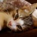 Основные симптомы чумки (панлейкопении) у кошек: 10 главных признаков заболевания