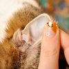 Симптомы и лечение ушного клеща у кошек + советы по профилактике заболевания