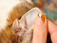 Симптомы и лечение ушного клеща у кошек + советы по профилактике заболевания