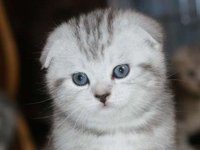 Уход за шотландскими котятами: обзор популярных приемов по уходу за котенком