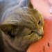 Запор у кота: что делать и чем помочь вашему любимому питомцу