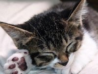 Симптомы и лечение лишая у домашних кошек + советы по профилактике заболевания
