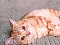 Симптомы токсоплазмоза у кошек: 4 основных признака заболевания + видео-лекция о болезни