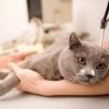 Первые признаки мочекаменной болезни у кошки и способы ее лечения