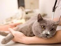 Первые признаки мочекаменной болезни у кошки и способы ее лечения
