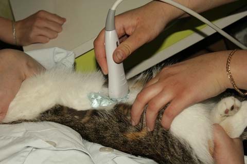 Ультразвуковое исследование - надежный метод диагностики у кошек мочекаменной болезни