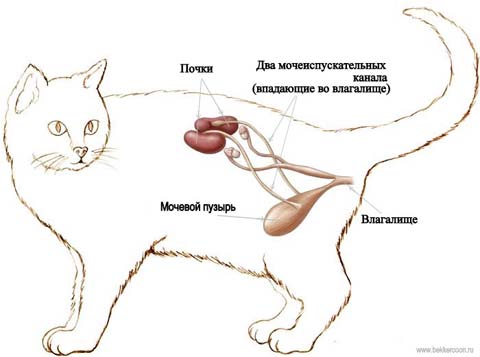 Мочеполовая система кошки состоит из органов малого таза и мочеиспускательных каналов