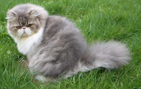 Персидские кошки очень спокойны и миролюбивы