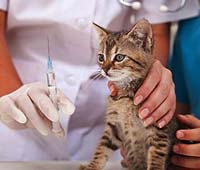 прививки котятам