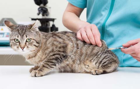 Вакцинация котят - это введение безопасной для животного дозы ослабленного вируса или бактерий