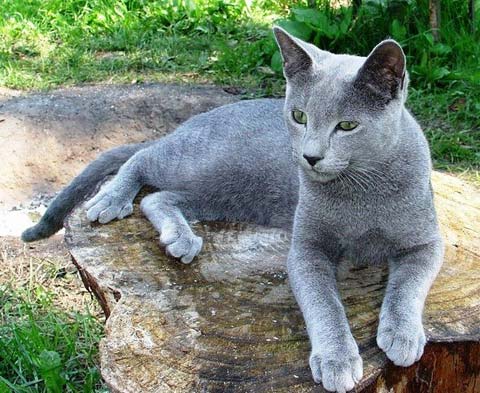 русская голубая порода кошек