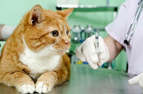 прививка от чумки у кошки