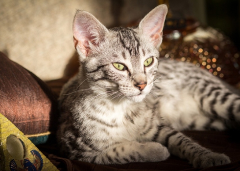 Порода кошек Египетская Мау