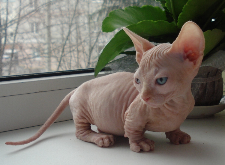 Редкая порода карликовых голых кошек - бамбино
