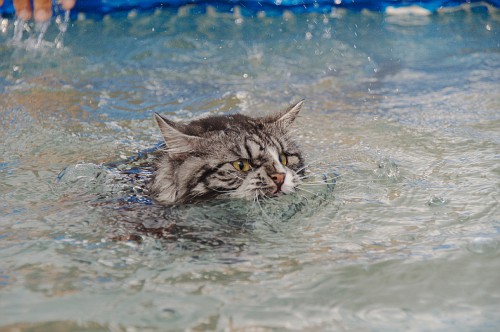 кот плавает