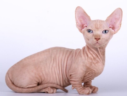 Редкая порода карликовых голых кошек - бамбино