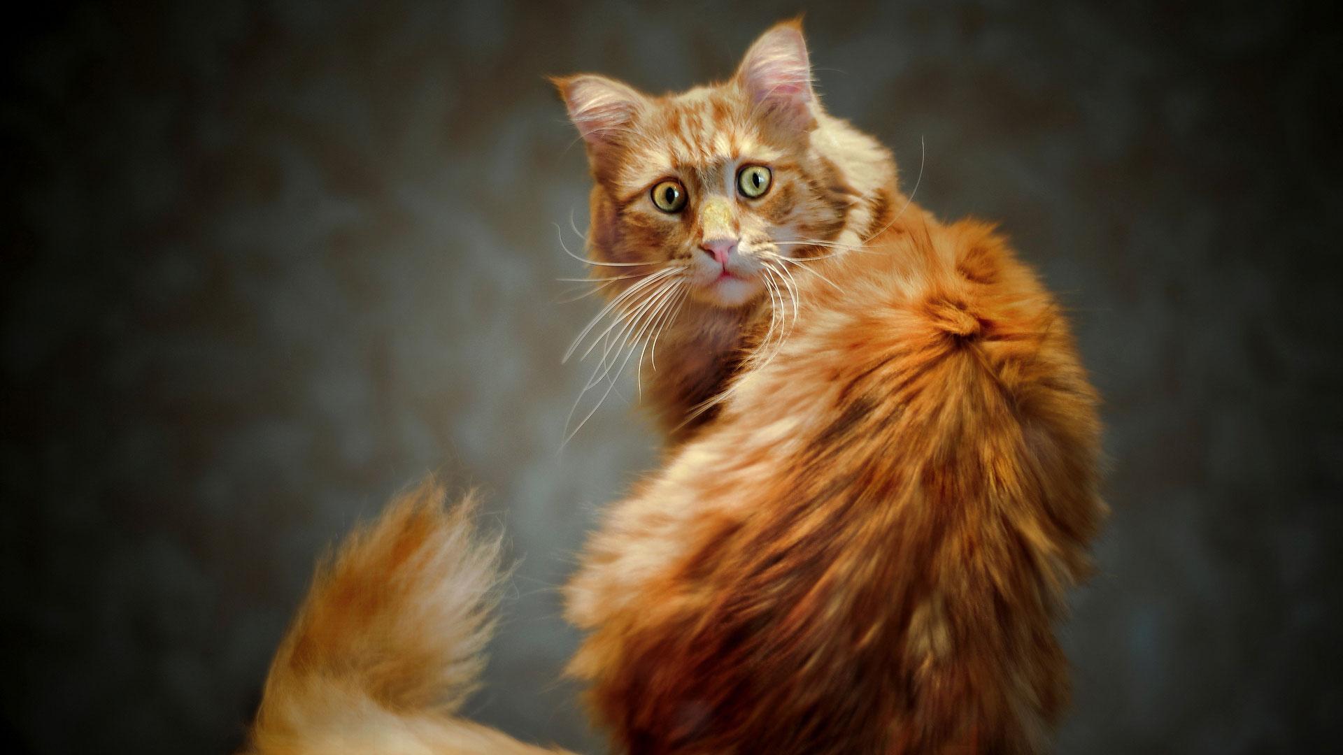 Кошка Мейн Кун - описание породы, фото, особенности, характер и повадки ...