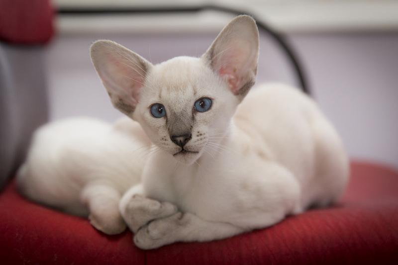 белая ориентальная кошка