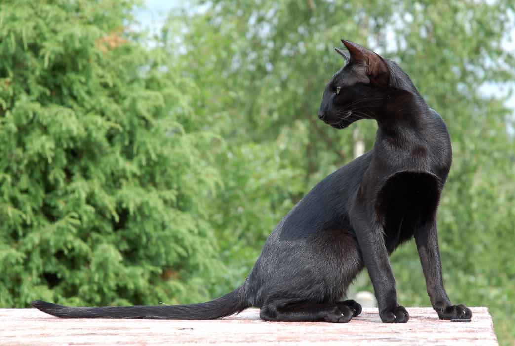черная ориентальная кошка