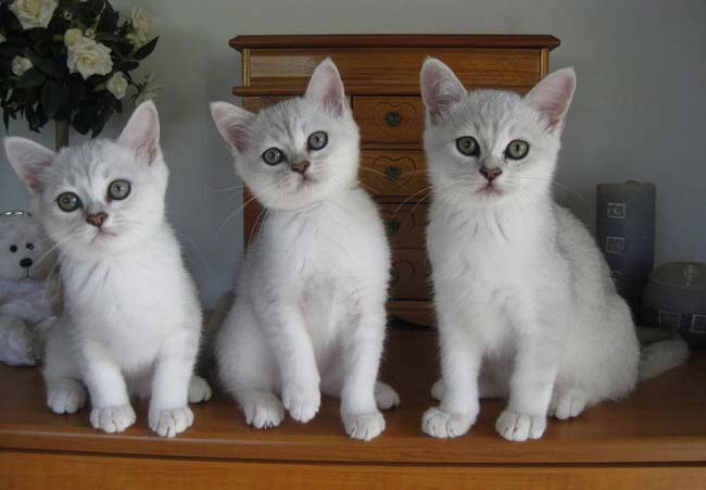 бурмилла 3 котенка