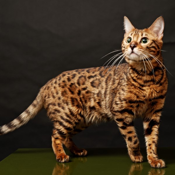 бенгальская кошка размеры