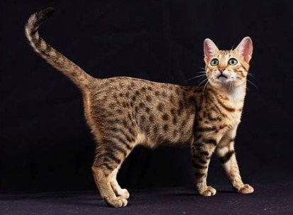 Порода кошек Египетская Мау