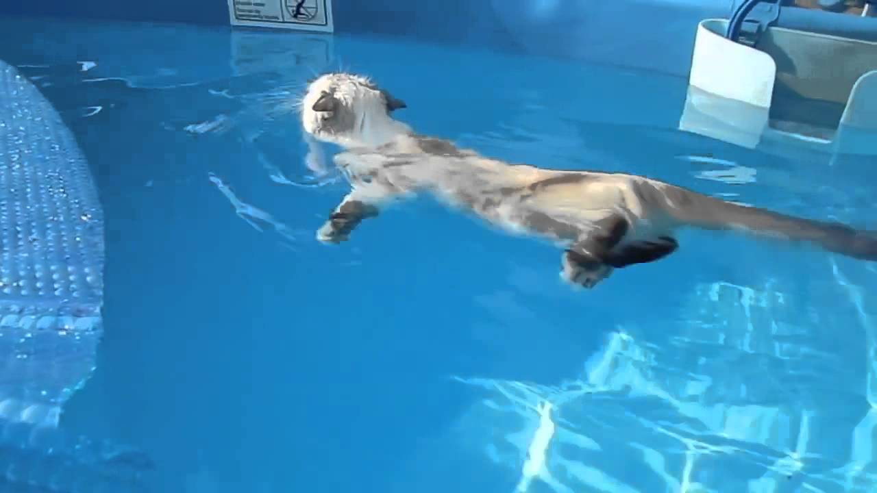 Кот в бассейне 