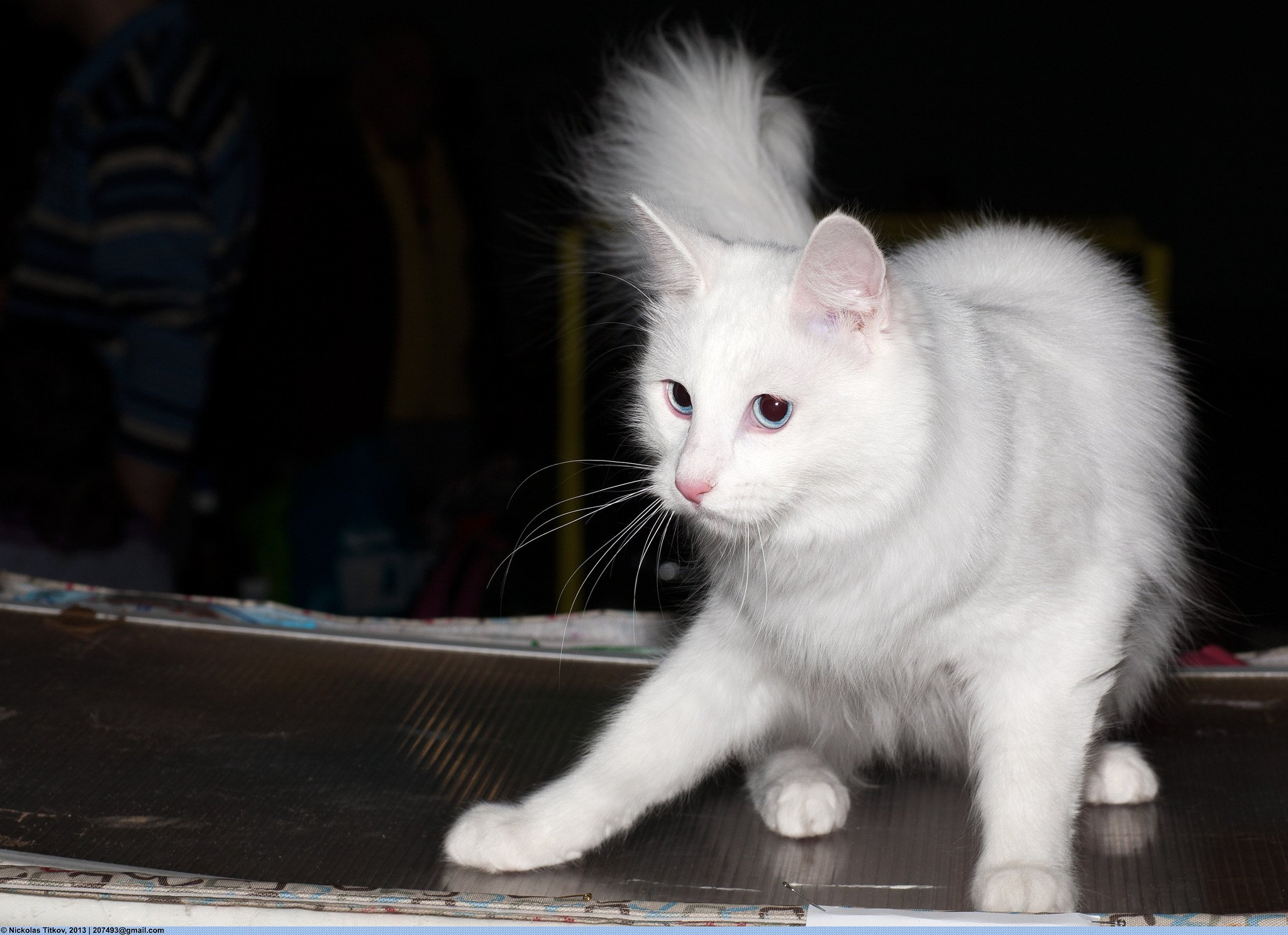 белая кошка с голубыми глазами